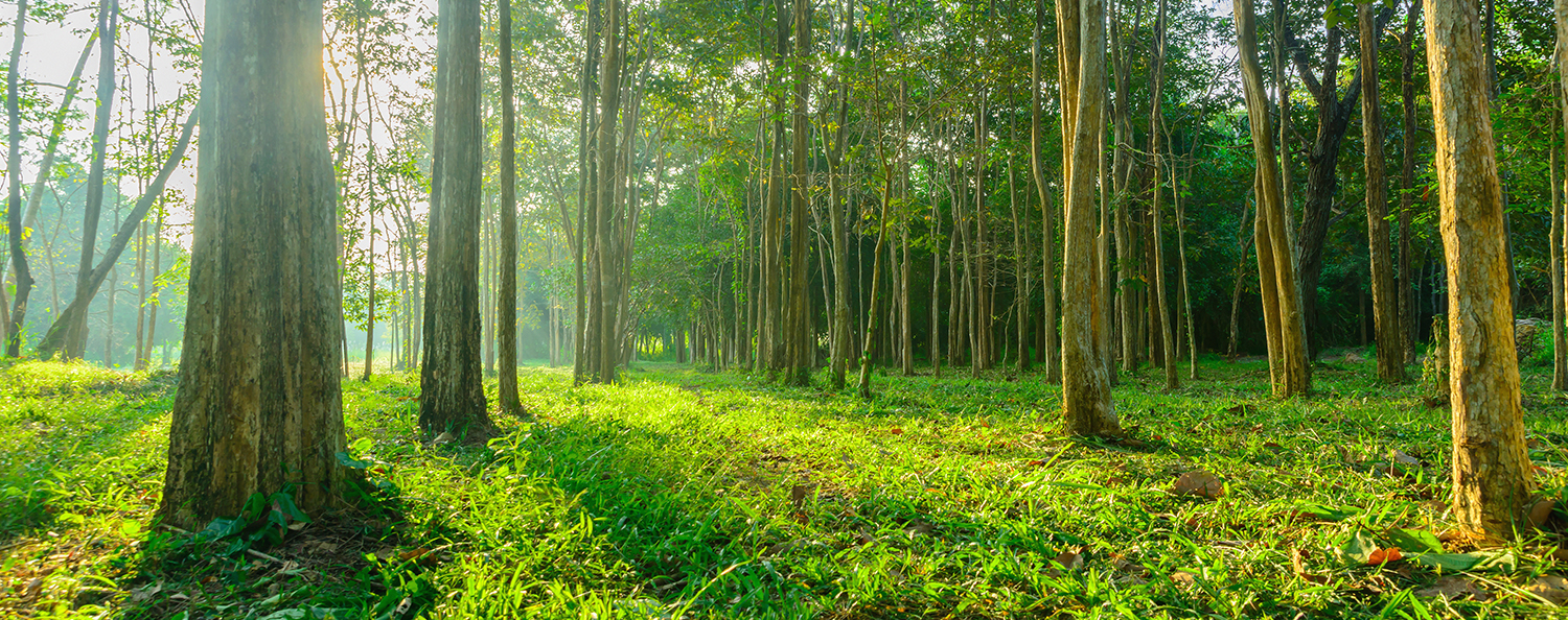 Ein grüner Wald bei Sonnenschein